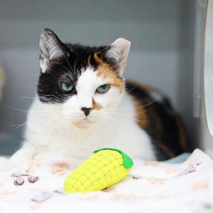 Enlarge Phyllis, a Adoptable mixed breed in Atlanta, GA image 3/3