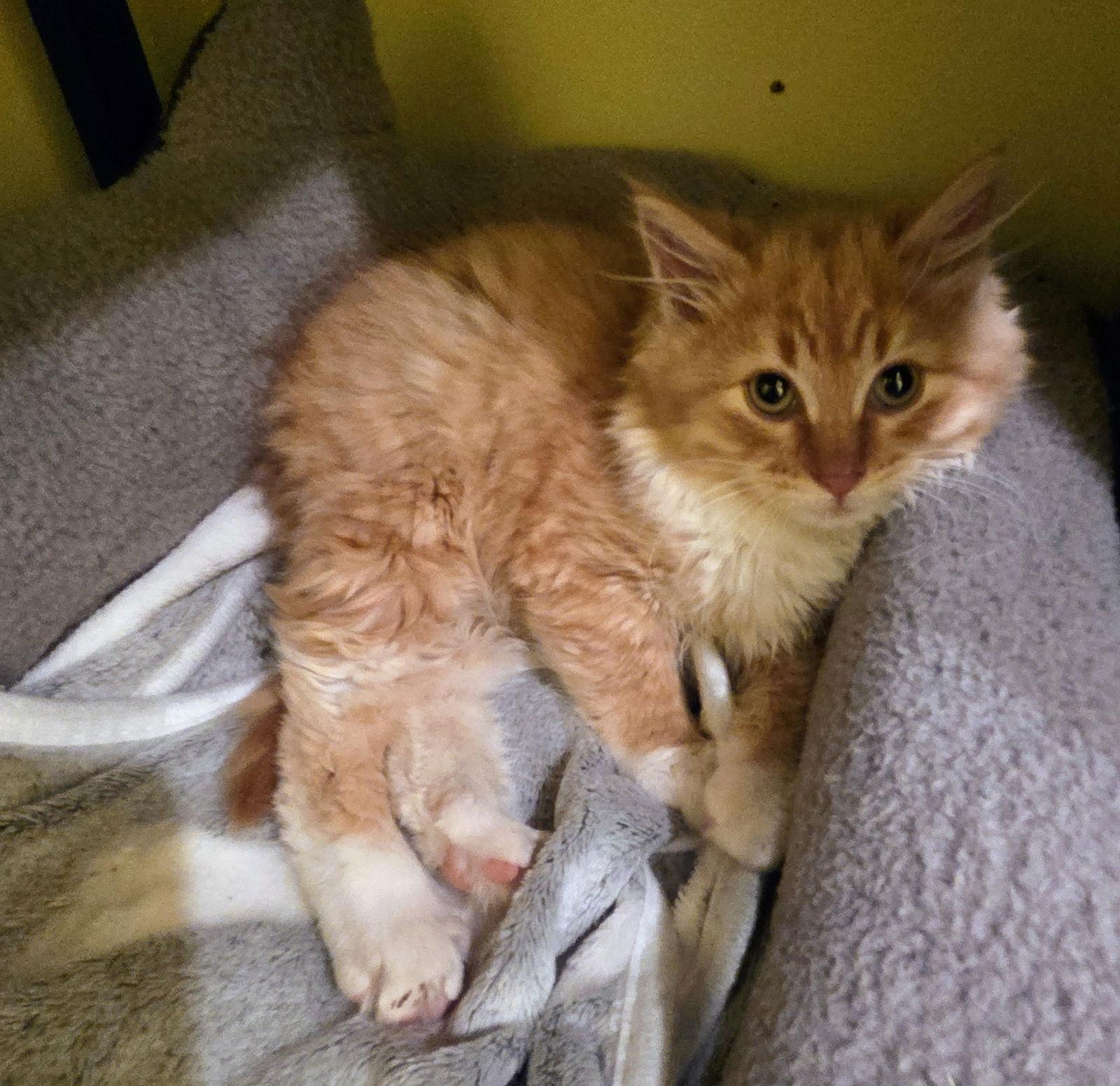 Rosalina Kitten — thumbnail 2