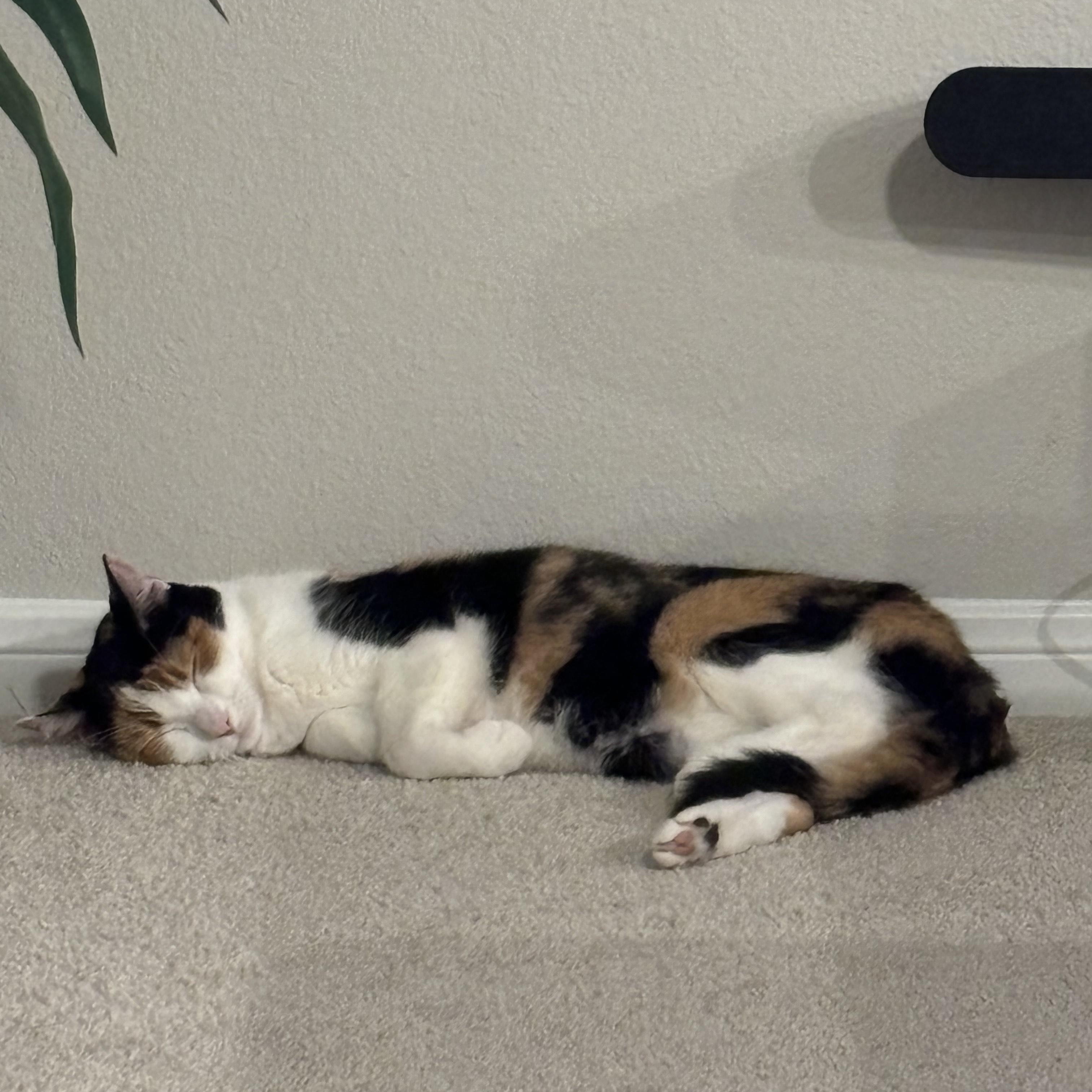 Kallie **COURTESY POST**CONTACT OWNER DIRECTLY**, Adoptable, Adult Female Domestic Medium Hair & Calico.