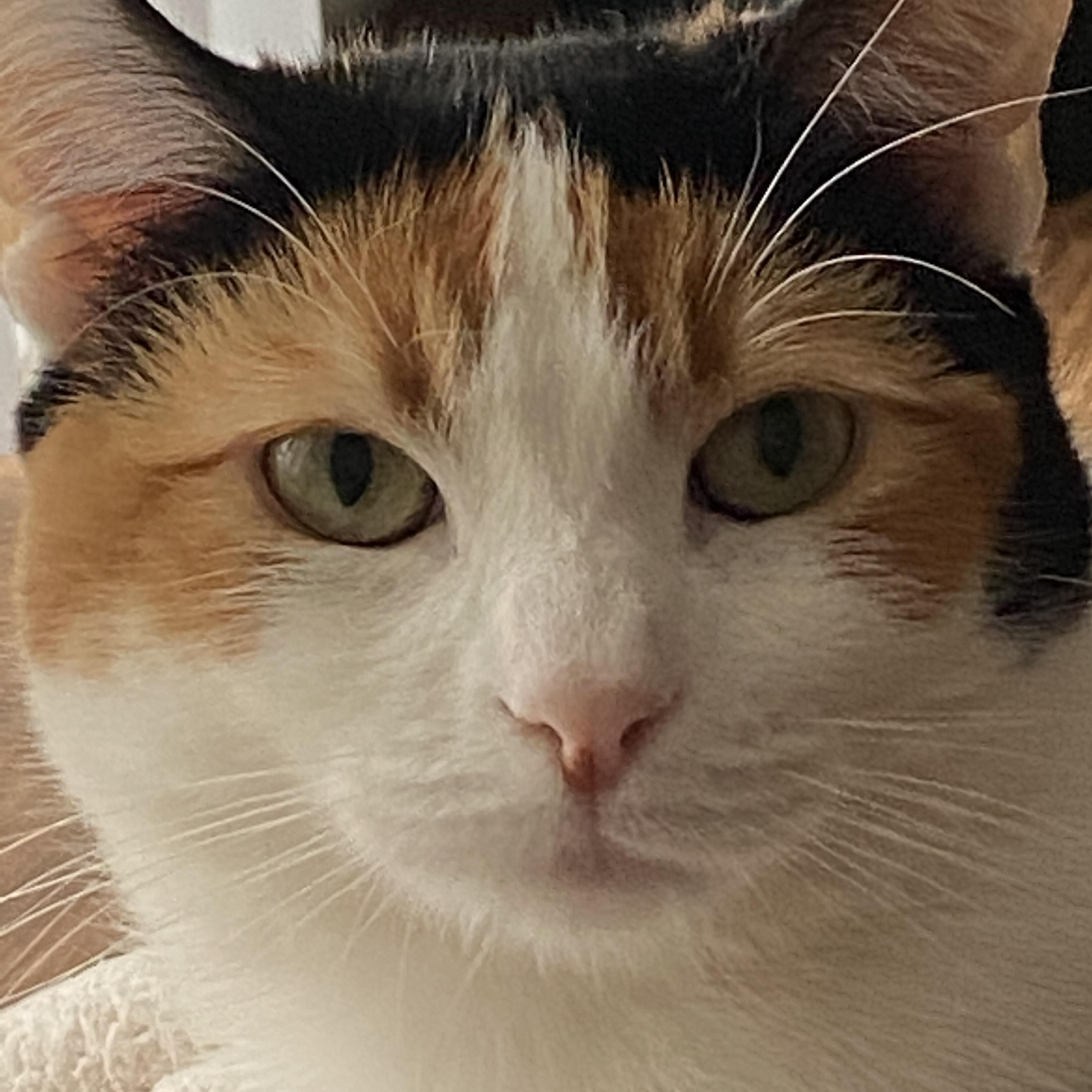 Kallie **COURTESY POST**CONTACT OWNER DIRECTLY**, a Adoptable mixed breed image 2/4