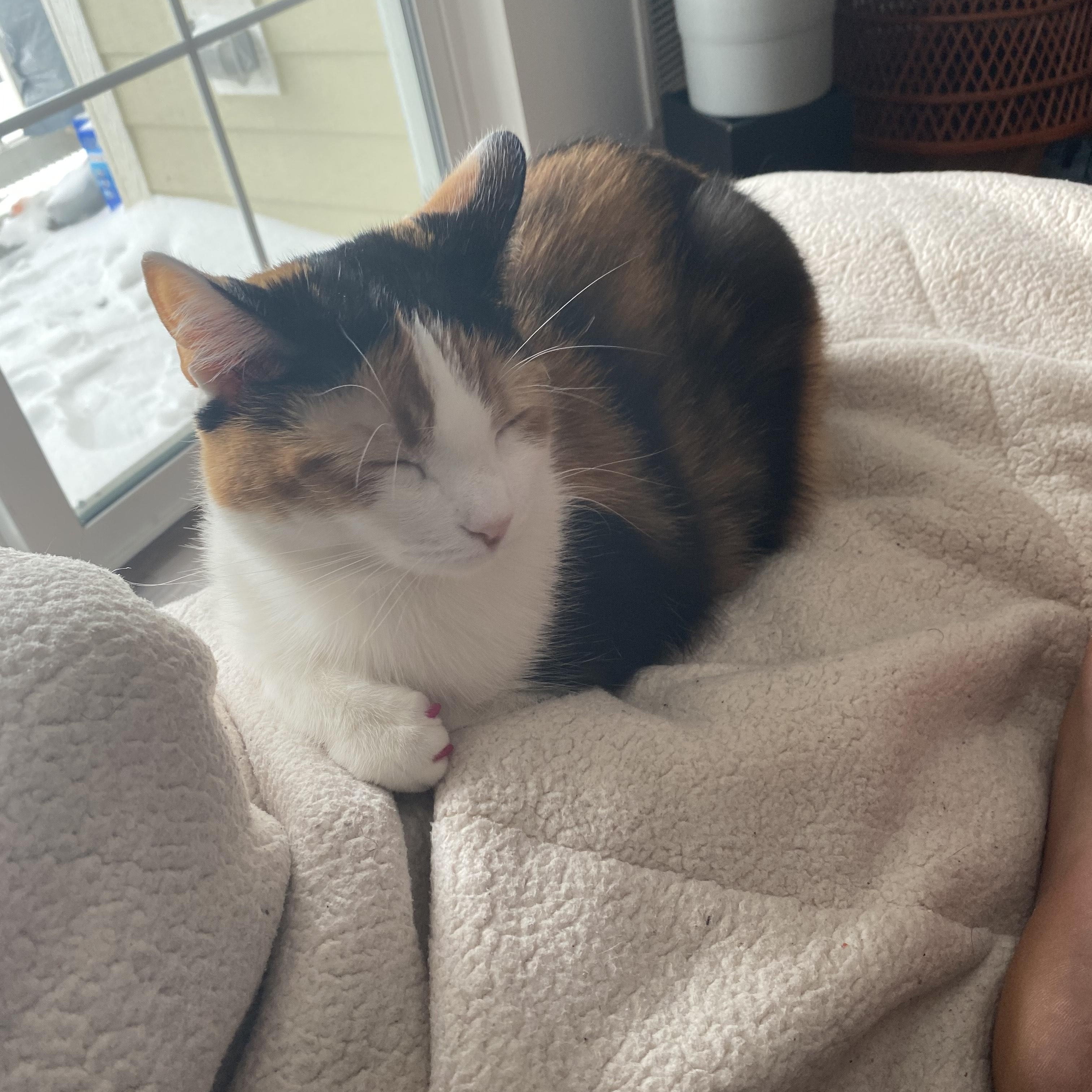 Kallie **COURTESY POST**CONTACT OWNER DIRECTLY**, a Adoptable mixed breed image 3/4