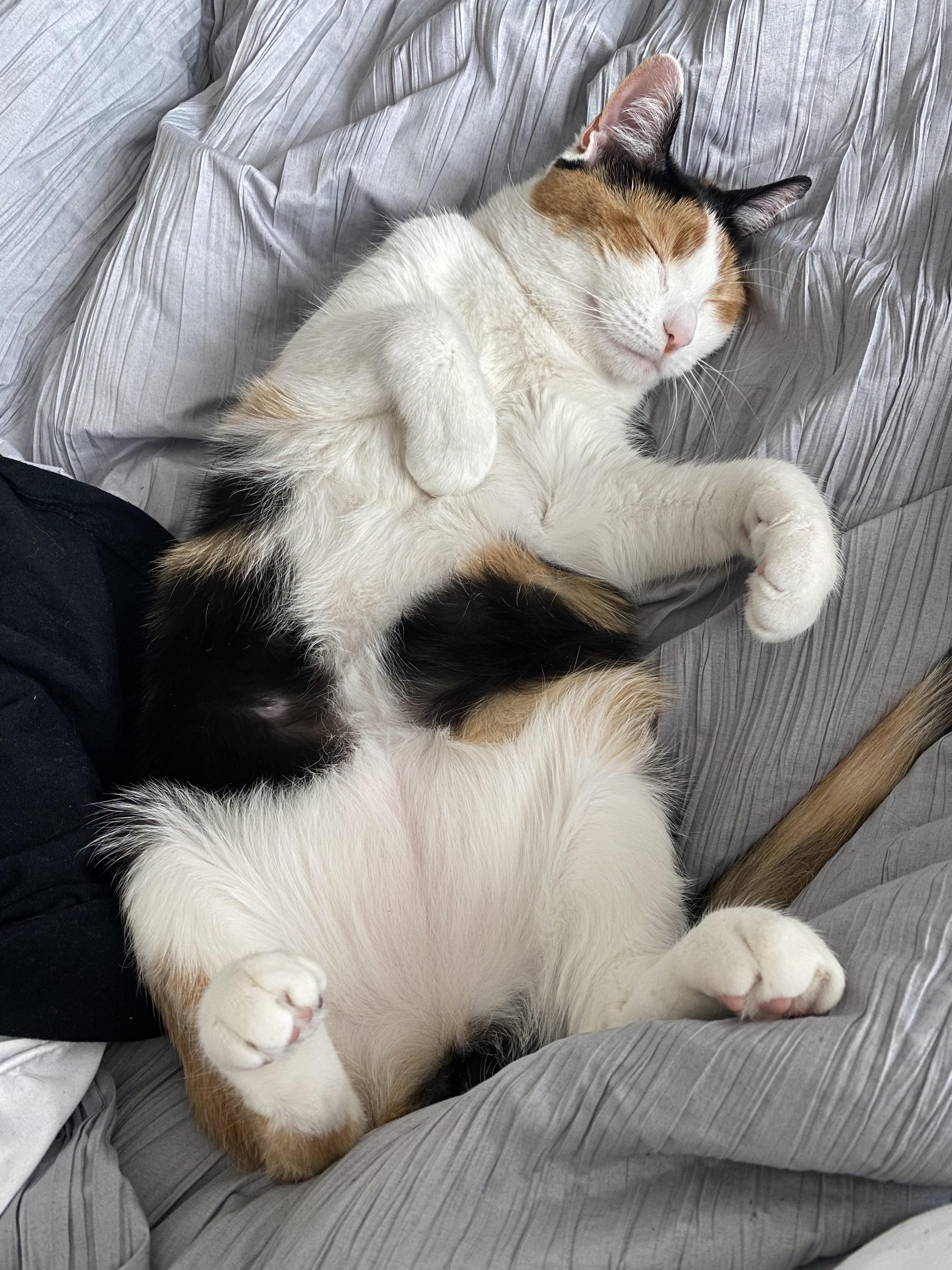 Kallie **COURTESY POST**CONTACT OWNER DIRECTLY**, a Adoptable mixed breed image 4/4