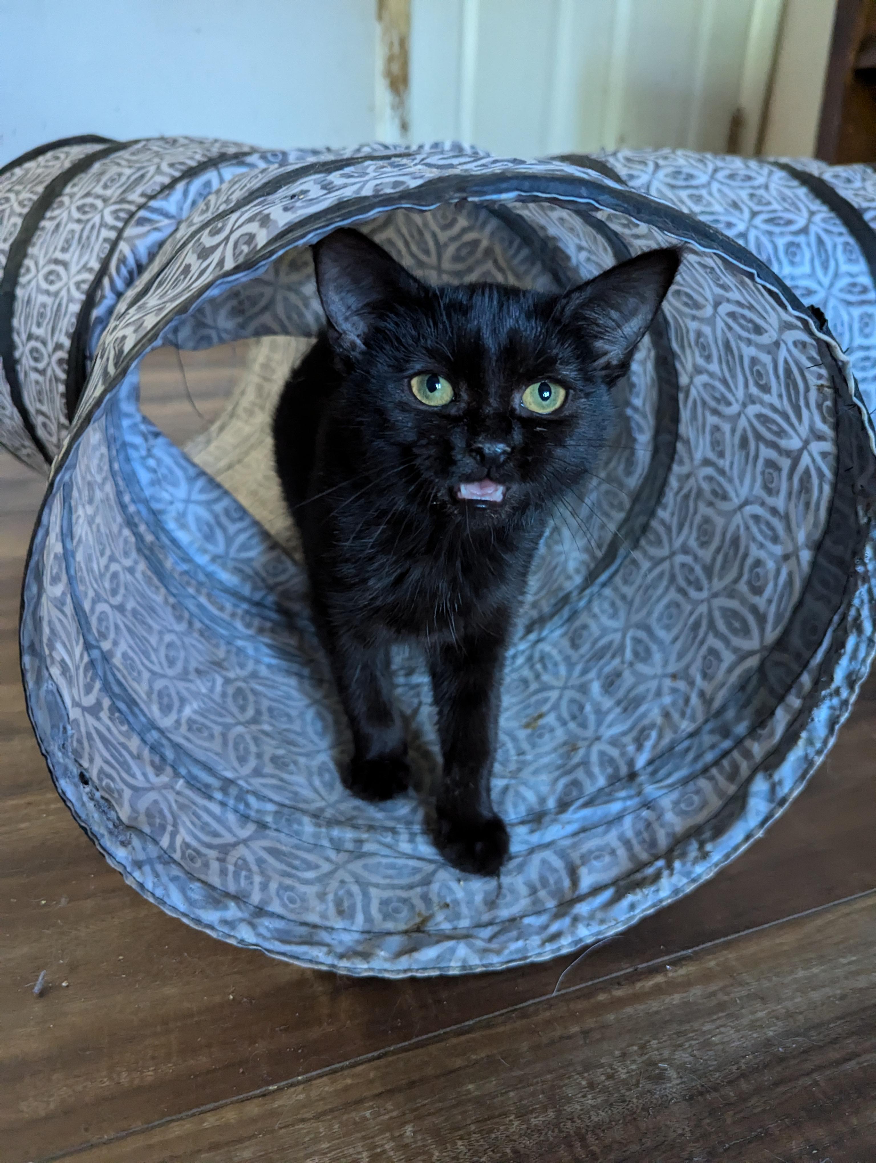 Boo, Adopted, Young Female Domestic Short Hair.