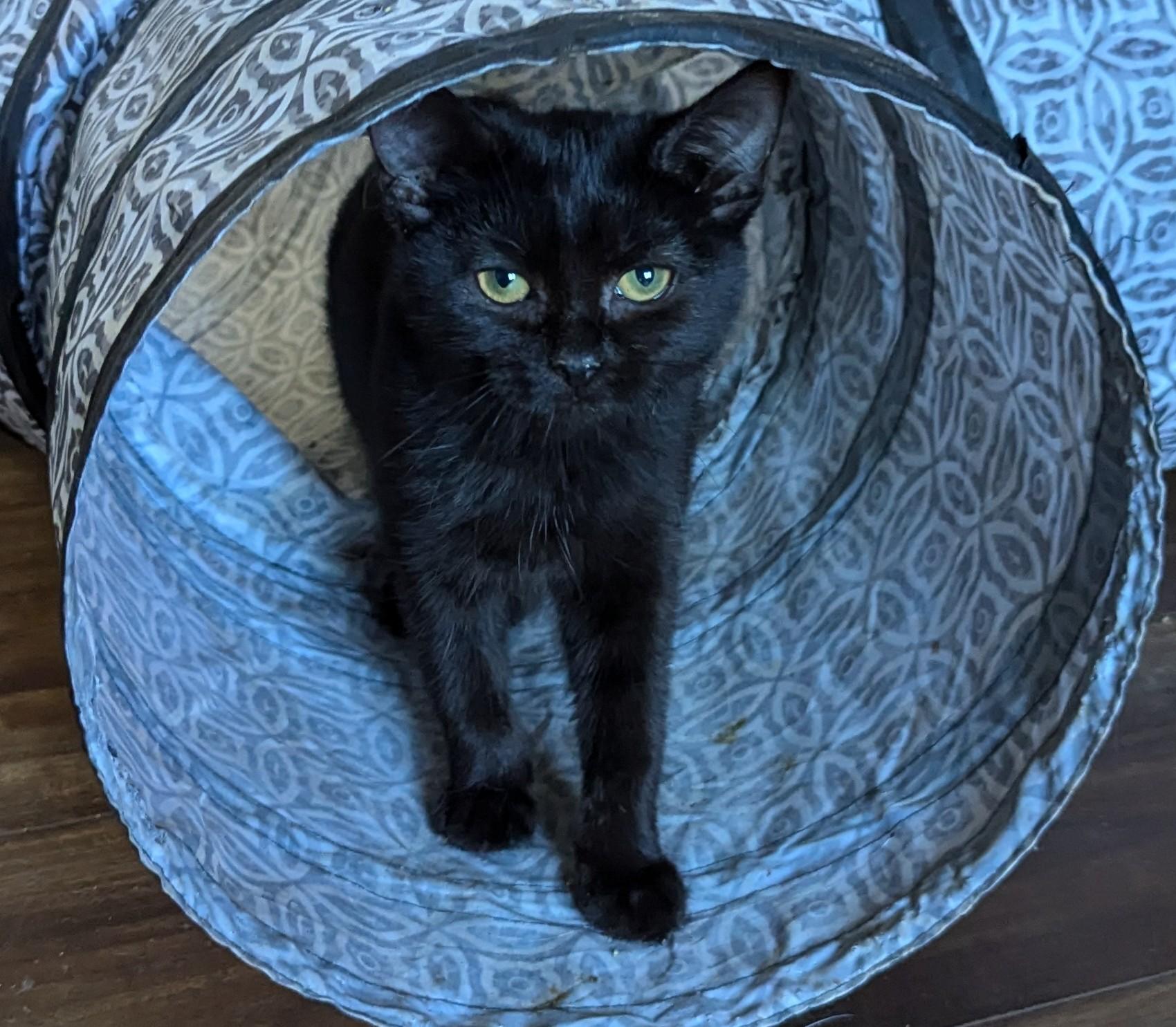 Enlarge Boo, a Adopted Domestic Short Hair in Xenia, OH image 3/6