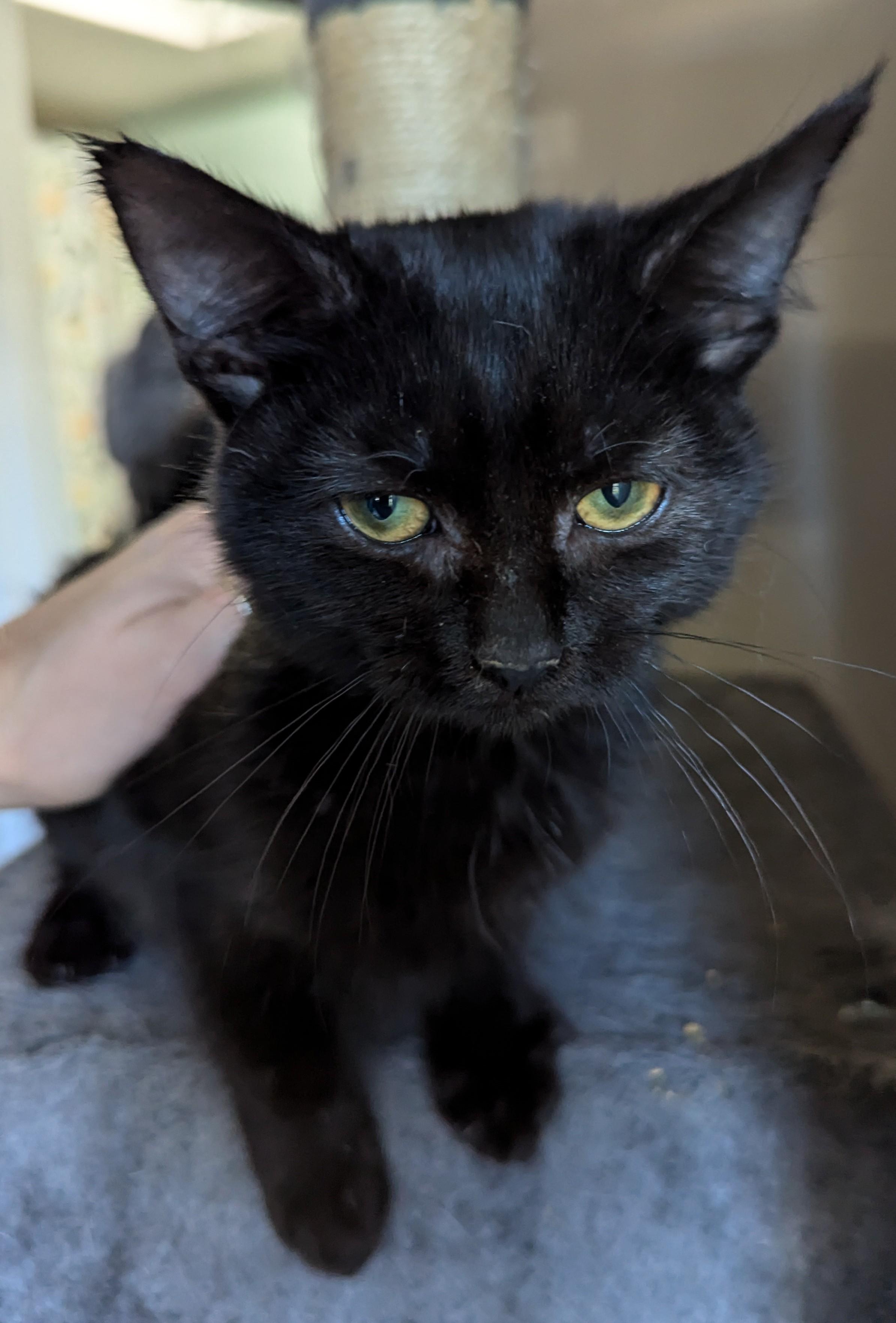 Enlarge Boo, a Adopted Domestic Short Hair in Xenia, OH image 1/6