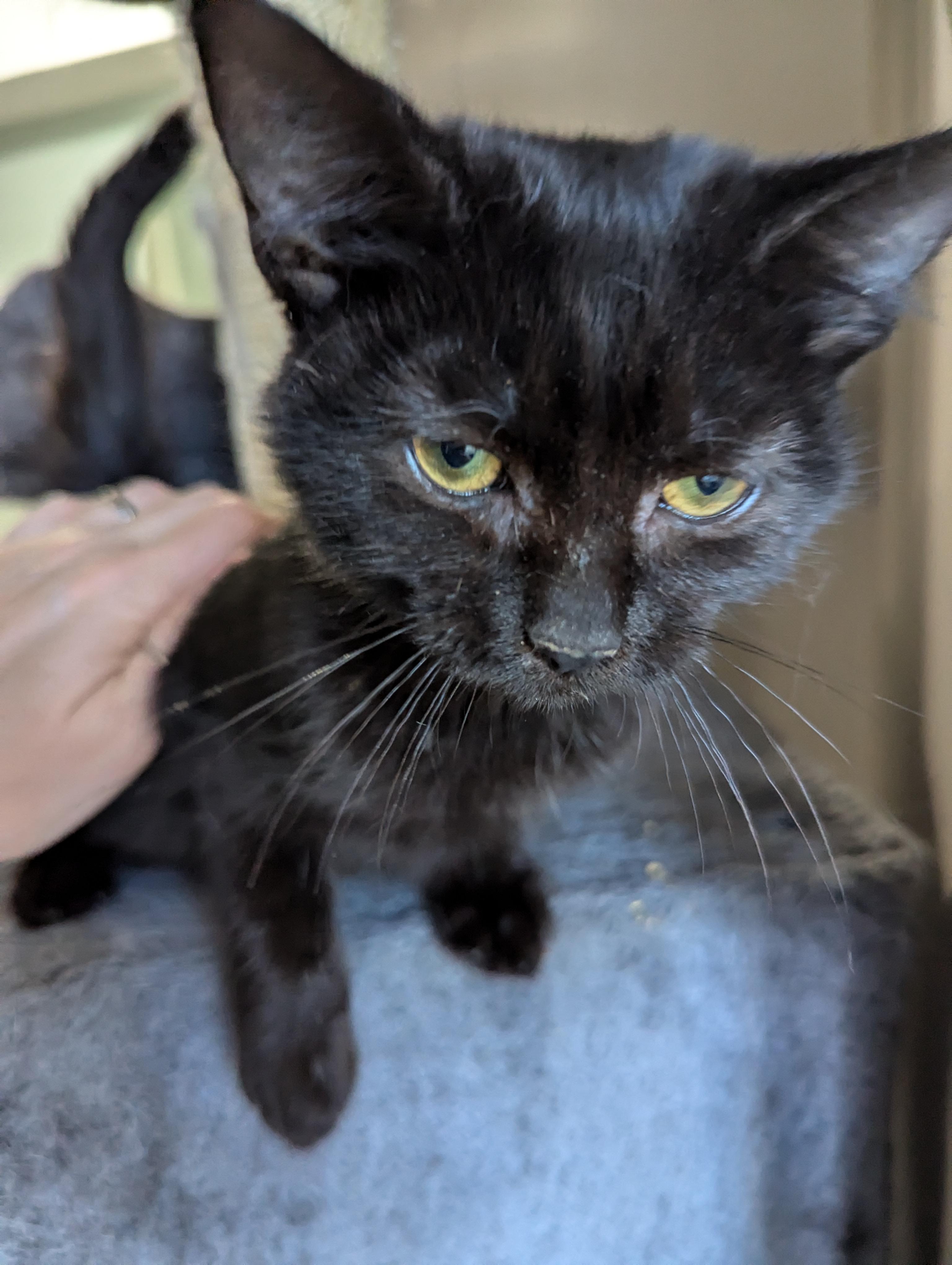 Enlarge Boo, a Adopted Domestic Short Hair in Xenia, OH image 4/6