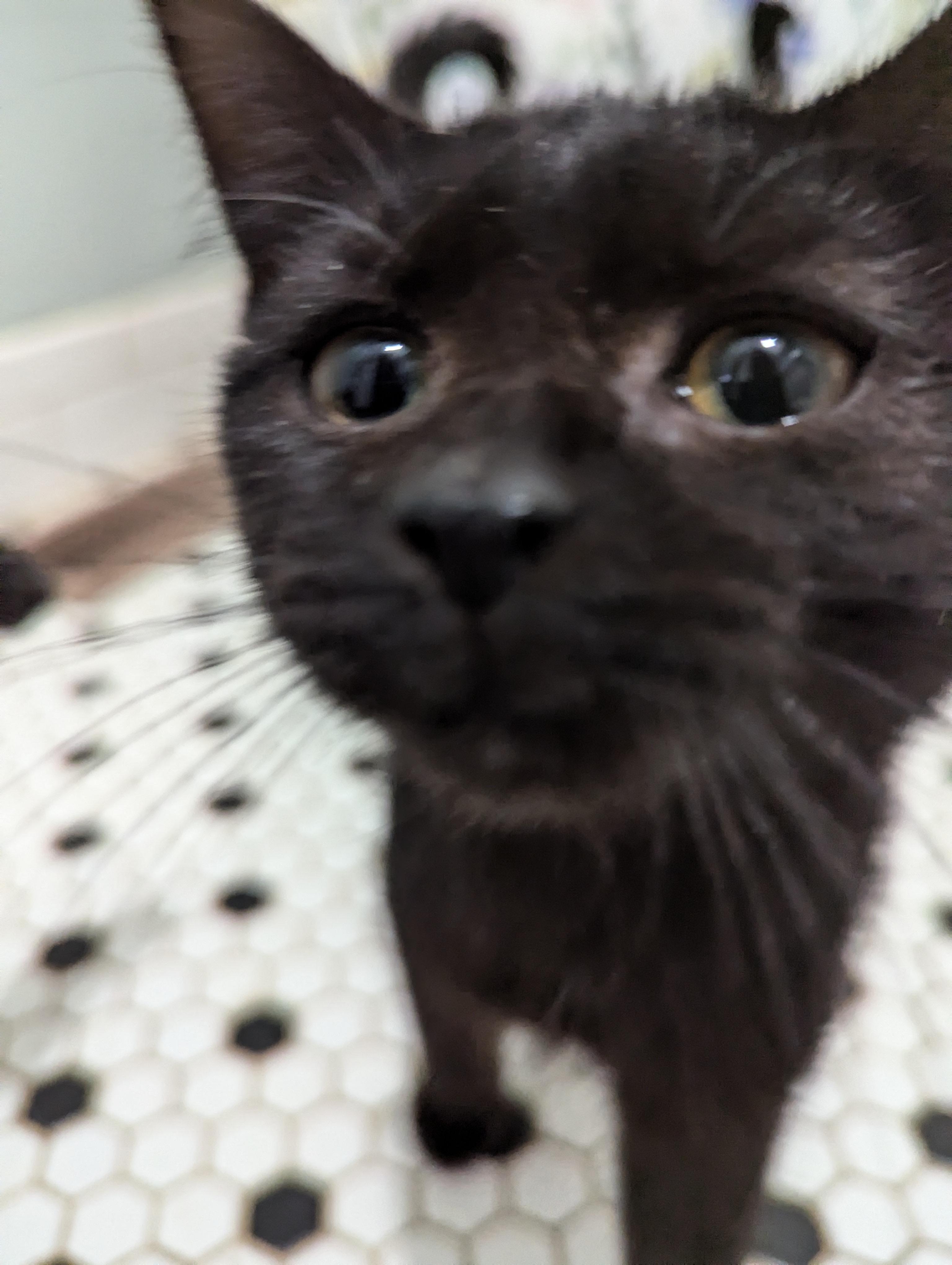 Enlarge Boo, a Adopted Domestic Short Hair in Xenia, OH image 5/6