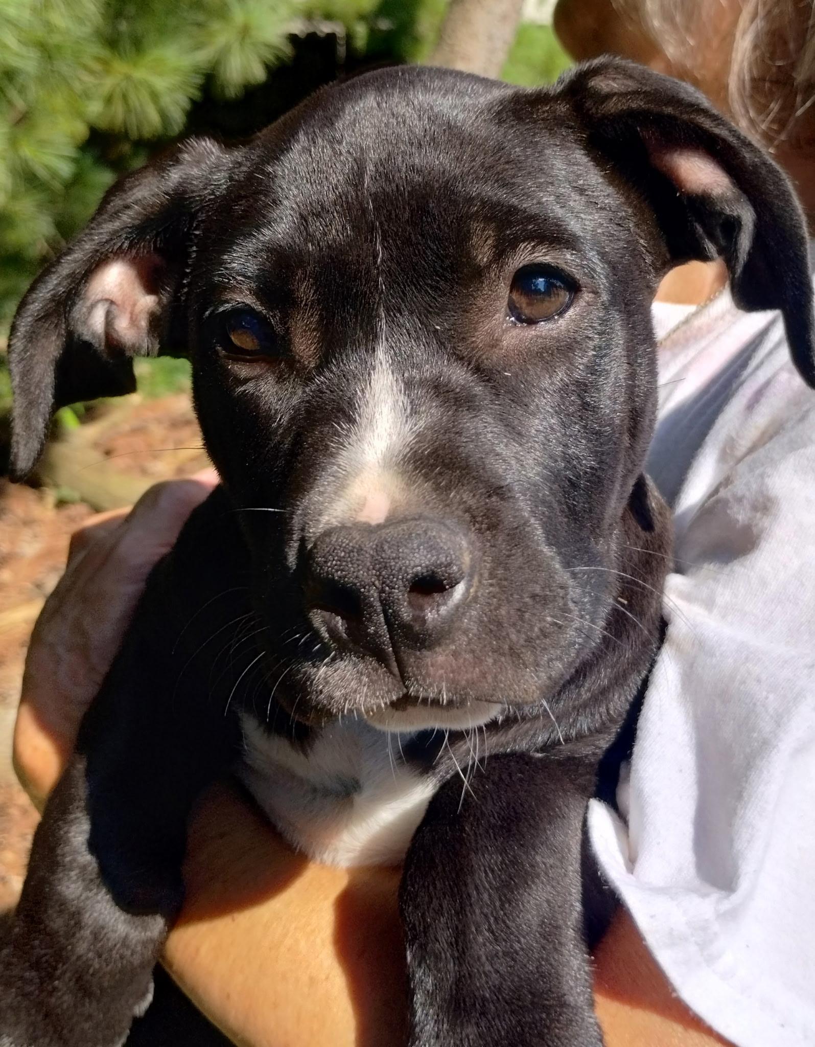 Enlarge Lillibeth, a ADOPTABLE mixed breed in Whitestown, IN image 1/1