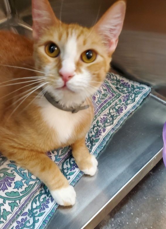 SIMBA, a Adoptable mixed breed in Henderson, NV image 1/8