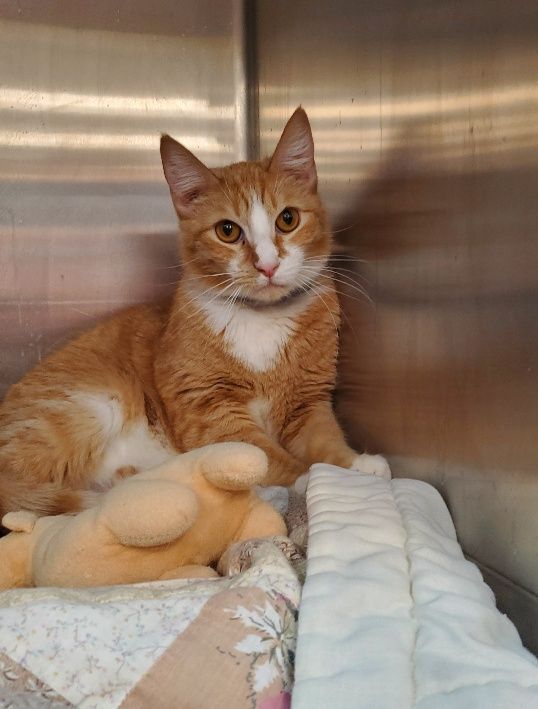 SIMBA, a Adoptable mixed breed in Henderson, NV image 2/8