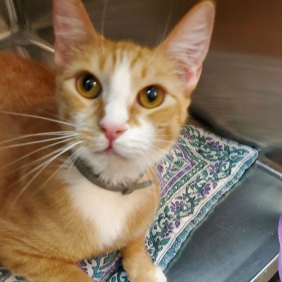 SIMBA, a Adoptable mixed breed in Henderson, NV image 3/8