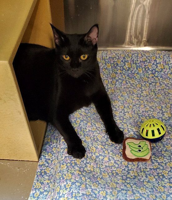 SIMBA, a Adoptable mixed breed in Henderson, NV image 4/8