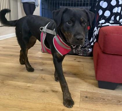 Enlarge Lexi, a Adoptable mixed breed in Malvern, PA image 1/3