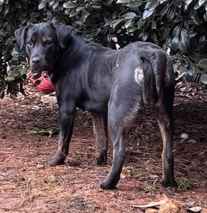 Lexi, Adoptable, Puppy Female Rottweiler & Mixed Breed.