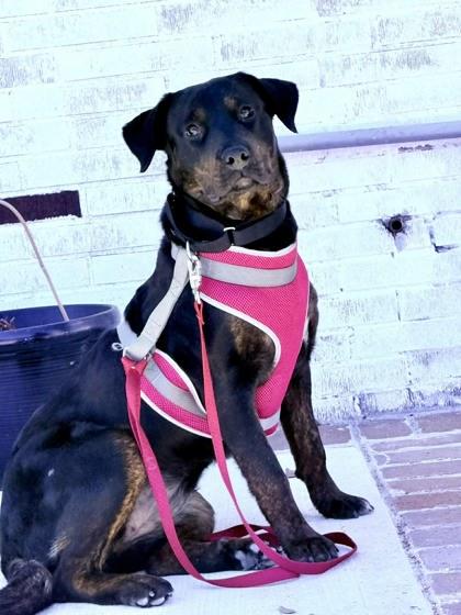 Lexi, Adoptable, Puppy Female Rottweiler & Mixed Breed.