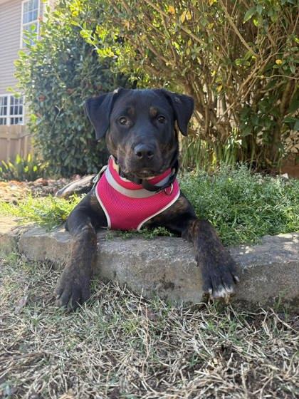 Lexi, a Adoptable mixed breed in Malvern, PA image 2/3