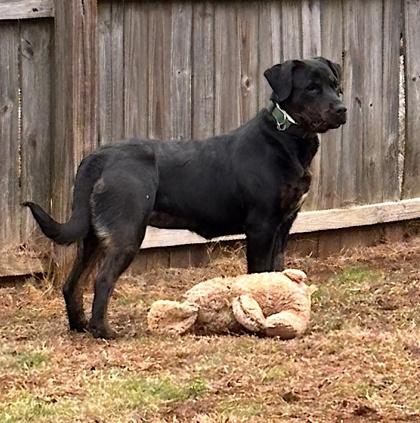 Enlarge Lexi, a Adoptable mixed breed in Malvern, PA image 2/3