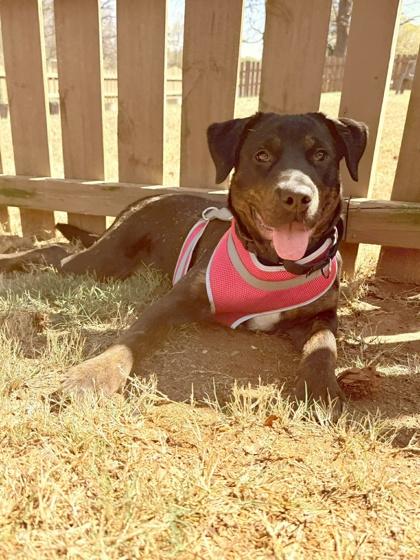 Enlarge Lexi, a Adoptable mixed breed in Malvern, PA image 3/3