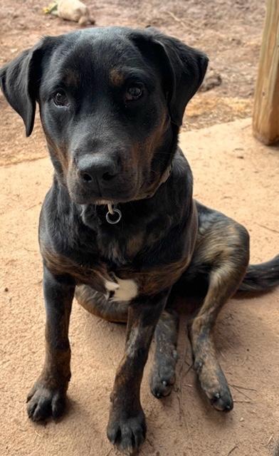 Enlarge Lexi, a Adoptable mixed breed in Malvern, PA image 3/3