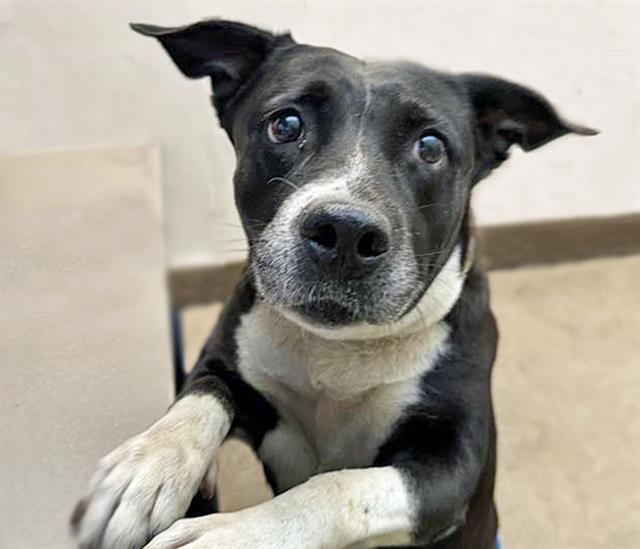 Enlarge LIZZY, a Adoptable mixed breed in Tucson, AZ image 1/1