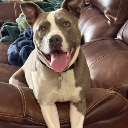 Zoey, Adoptable, Adult Female Mixed Breed.
