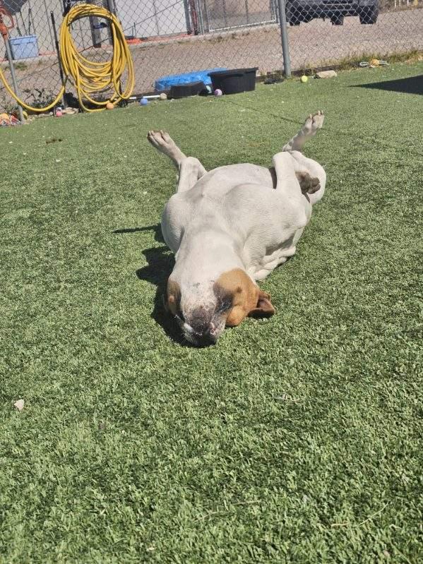 Enlarge Tinker, an adopted mixed breed in Truth or Consequences , NM image 3/6