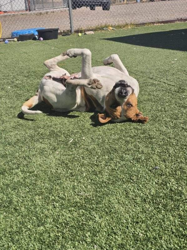 Enlarge Tinker, an adopted mixed breed in Truth or Consequences , NM image 2/6