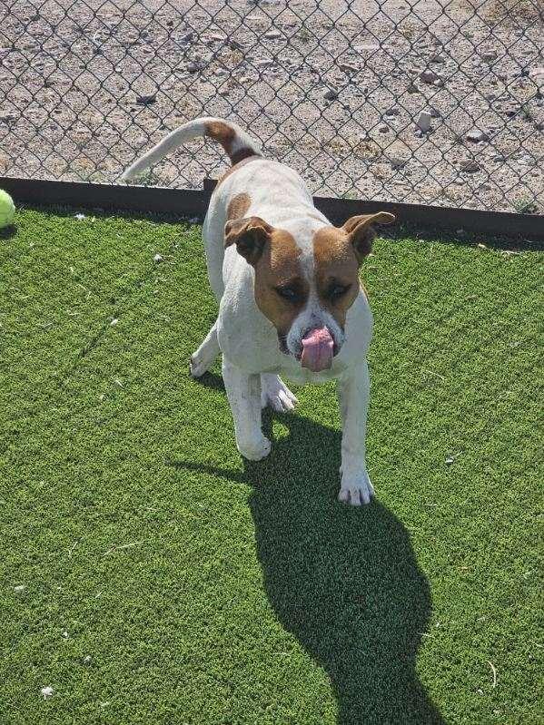 Enlarge Tinker, an adopted mixed breed in Truth or Consequences , NM image 6/6