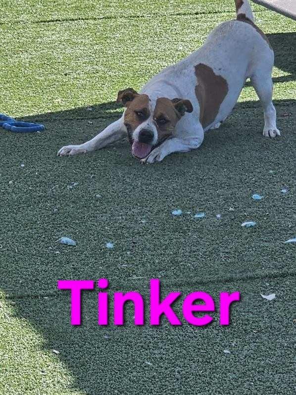 Enlarge Tinker, an adopted mixed breed in Truth or Consequences , NM image 4/6