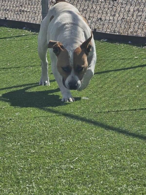 Enlarge Tinker, an adopted mixed breed in Truth or Consequences , NM image 1/6