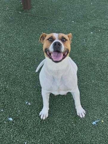 Enlarge Tinker, an adopted mixed breed in Truth or Consequences , NM image 5/6