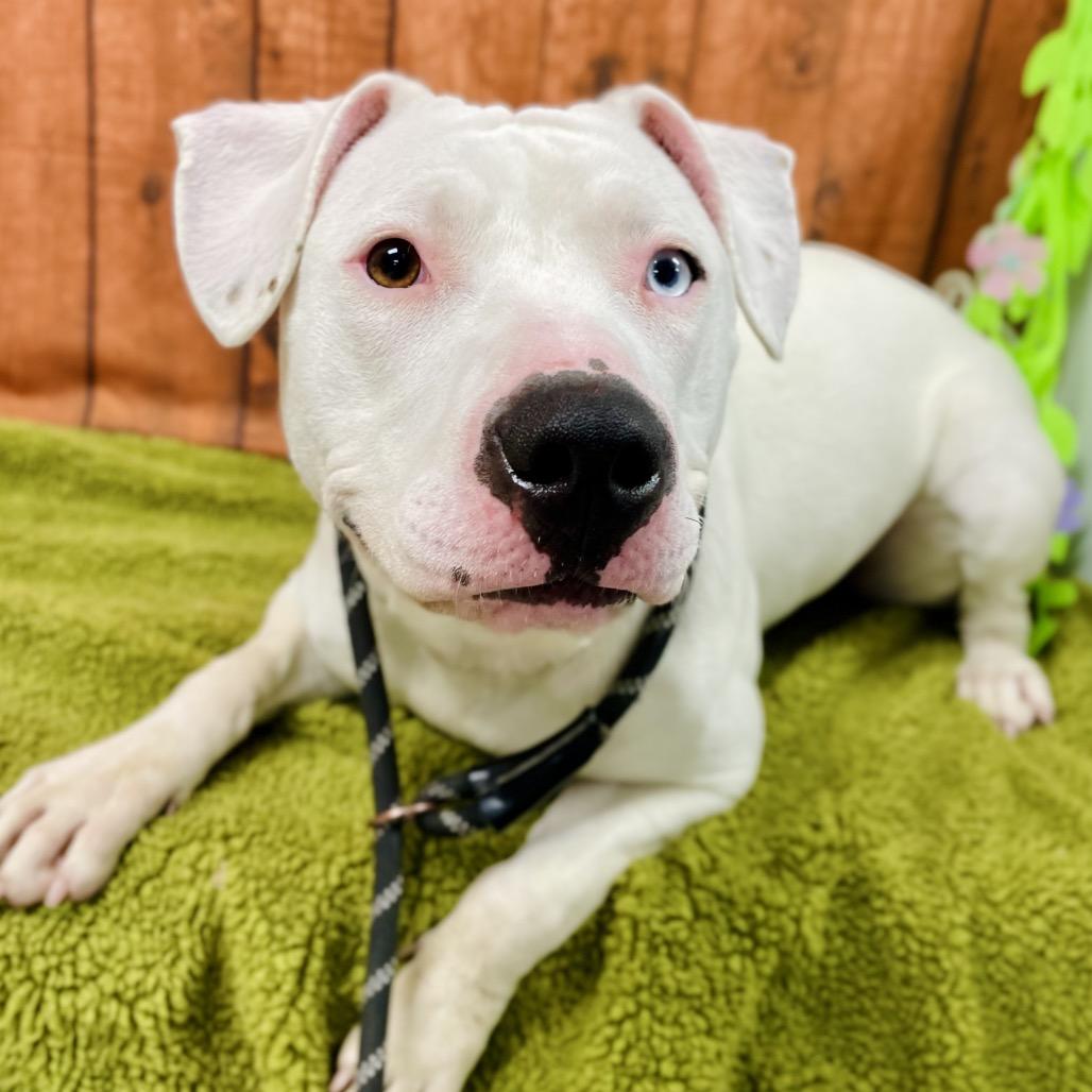 Bhoot, Adoptable, Young Female Pit Bull Terrier.