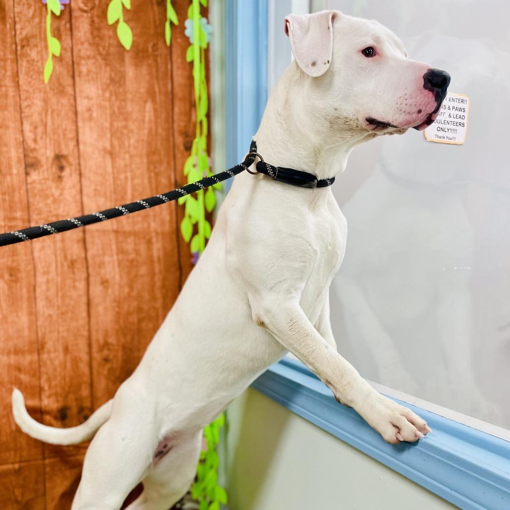 Enlarge Bhoot, a Adoptable Pit Bull Terrier in Lebanon, MO image 2/4