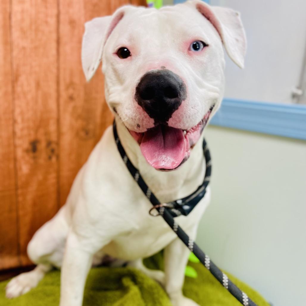 Bhoot, a Adoptable Pit Bull Terrier in Lebanon, MO image 3/4