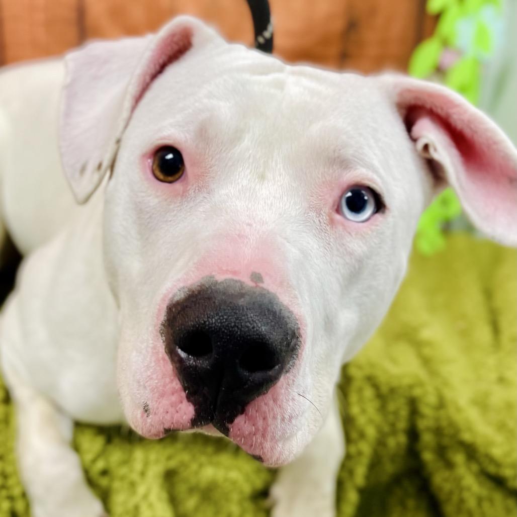 Bhoot, a Adoptable Pit Bull Terrier in Lebanon, MO image 4/4