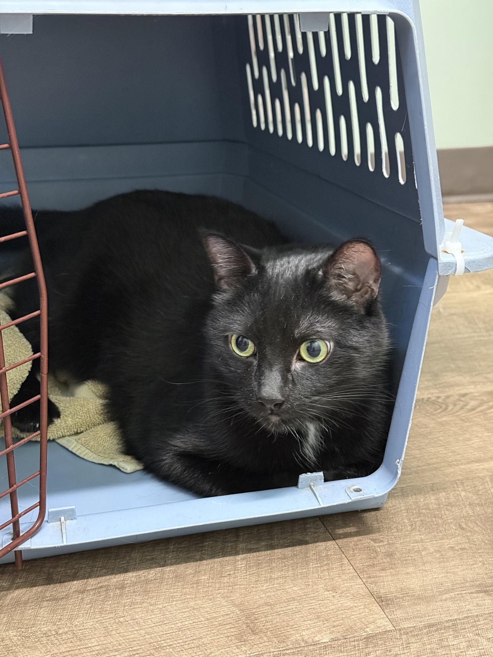 Hal (2 paw declaw), Adopted, Adult Male Domestic Short Hair.