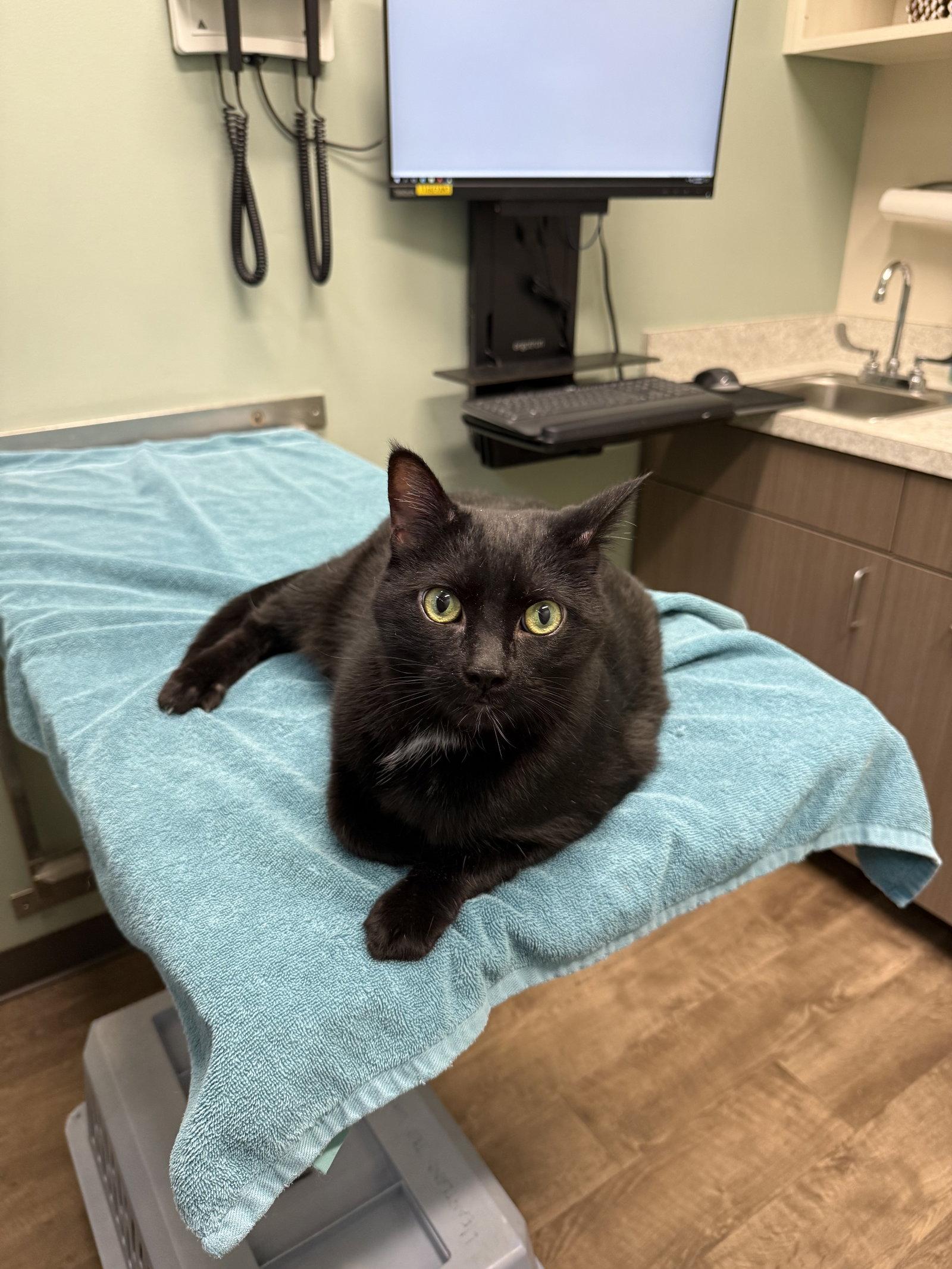 Enlarge Hal (2 paw declaw), a Adopted Domestic Short Hair in Wheaton, IL image 2/3