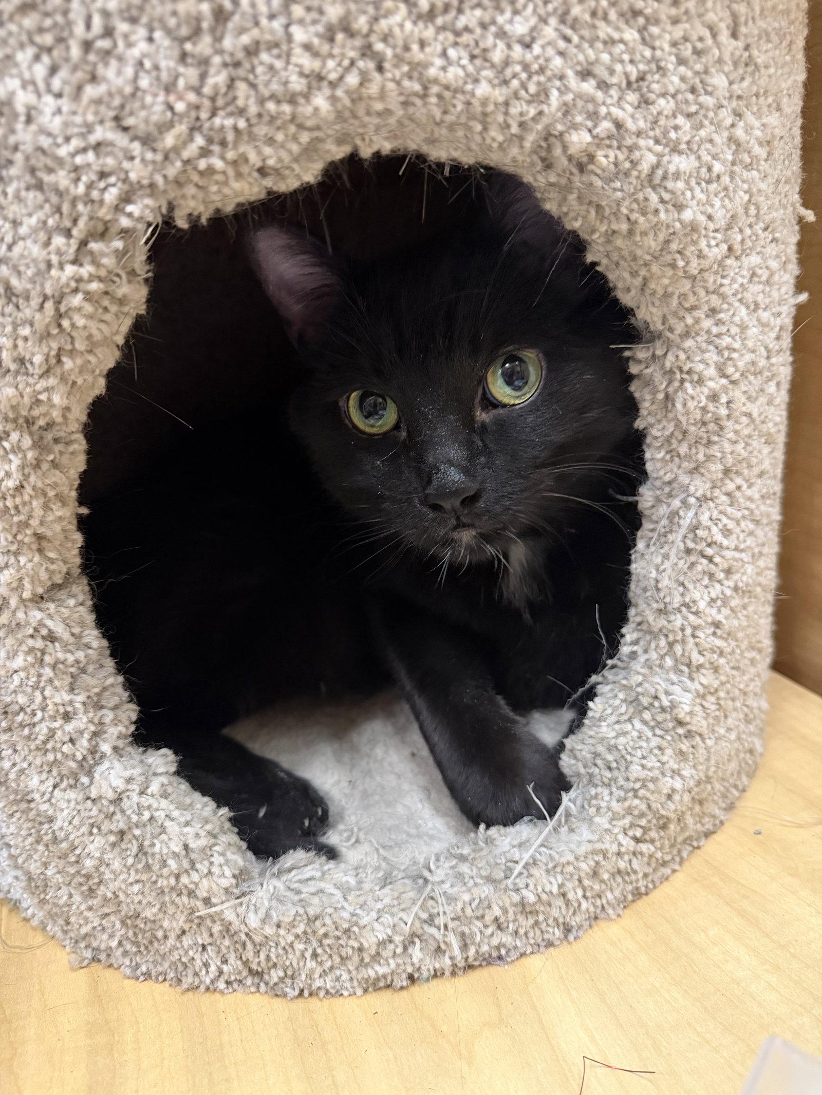 Enlarge Hal (2 paw declaw), a Adopted Domestic Short Hair in Wheaton, IL image 3/3