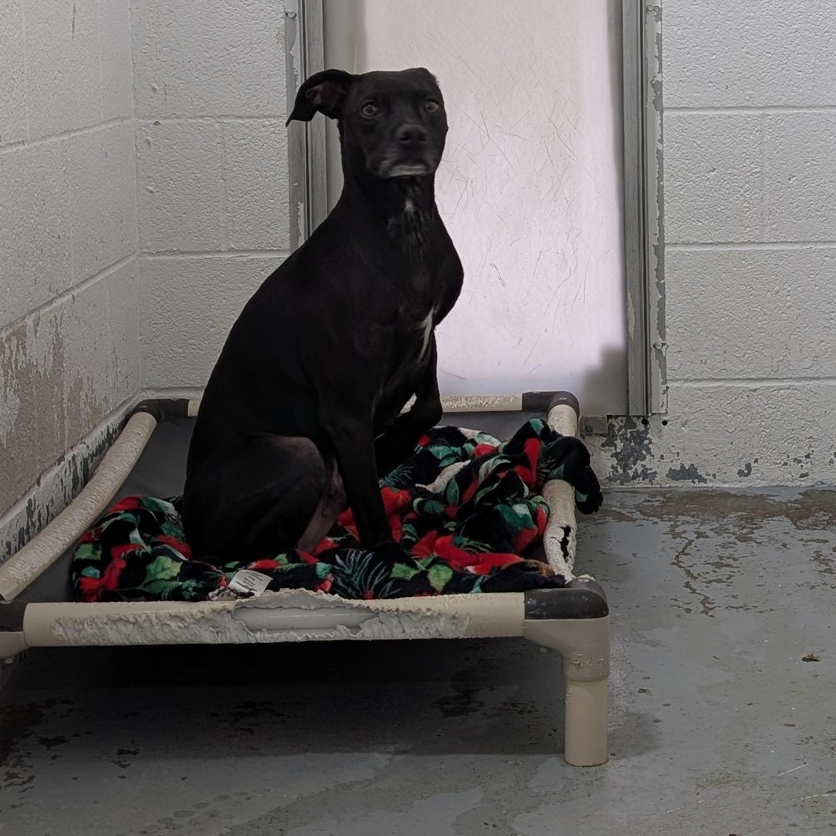 Enlarge 187694 Lugs LOOKING FOR OWNER, a Adoptable mixed breed in Ravenna, OH image 4/5