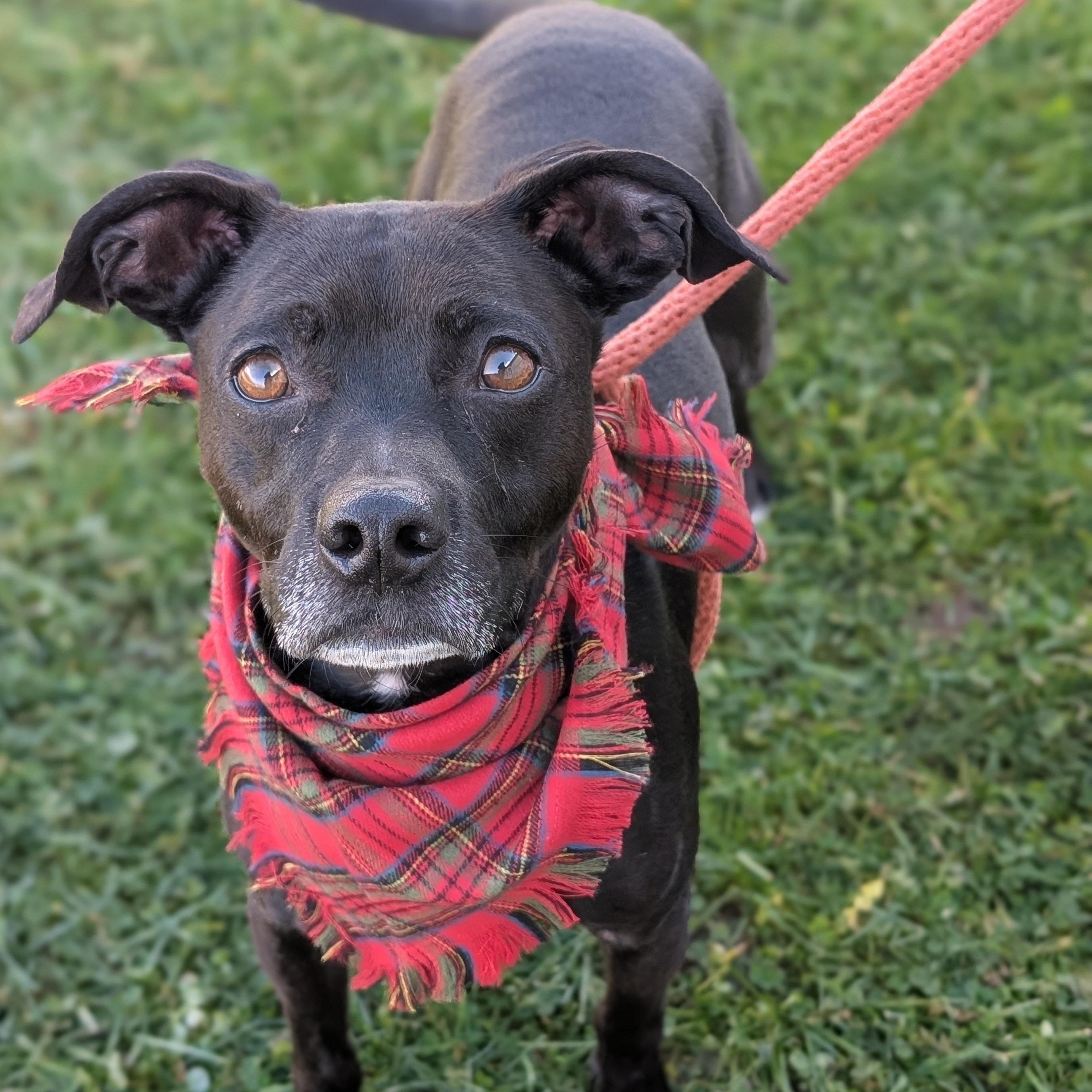 Enlarge 187694 Lugs LOOKING FOR OWNER, a Adoptable mixed breed in Ravenna, OH image 2/5