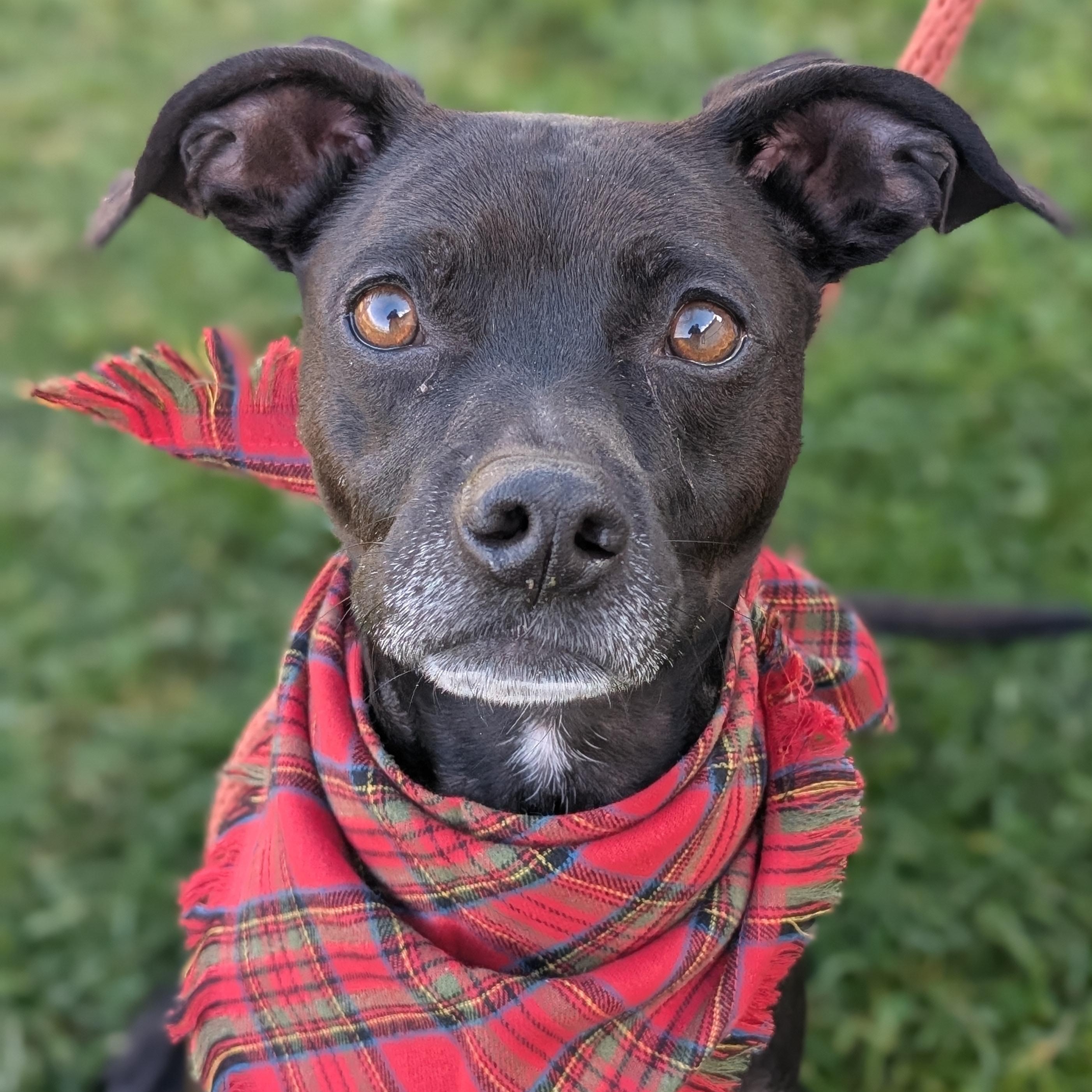 187694 Lugs LOOKING FOR OWNER, Adoptable, Adult Male Mountain Cur.