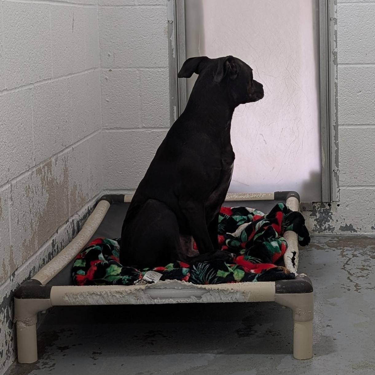 Enlarge 187694 Lugs LOOKING FOR OWNER, a Adoptable mixed breed in Ravenna, OH image 5/5