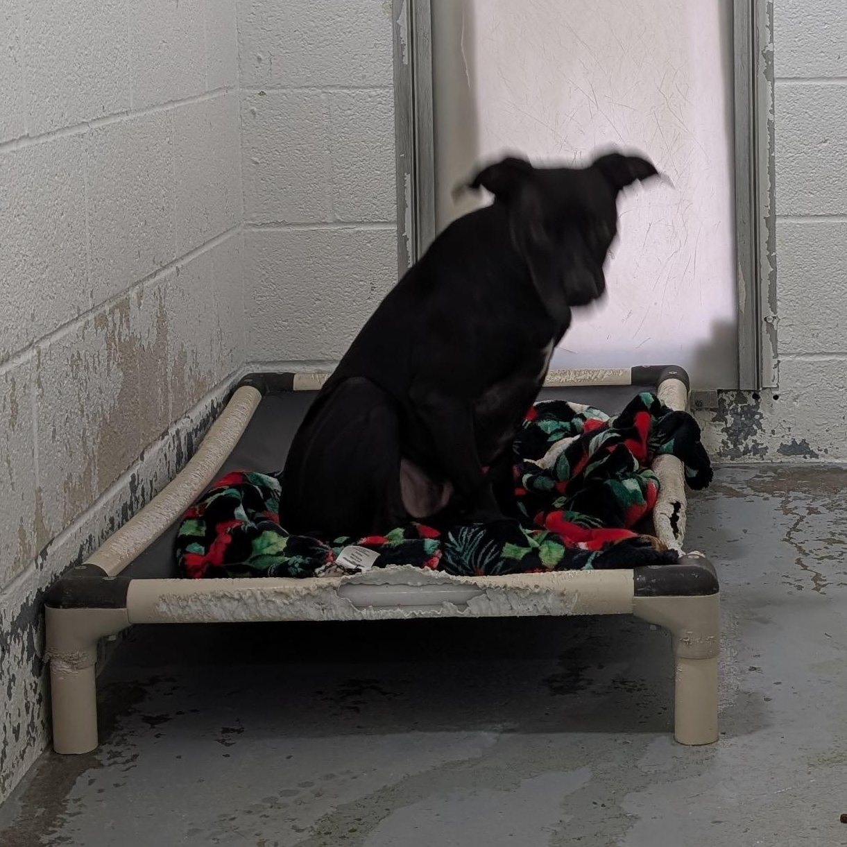 Enlarge 187694 Lugs LOOKING FOR OWNER, a Adoptable mixed breed in Ravenna, OH image 3/5