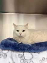 Gizmo, ADOPTABLE, Senior Male Domestic Medium Hair.