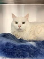 Gizmo, a ADOPTABLE Domestic Medium Hair in Whitby, ON image 2/2