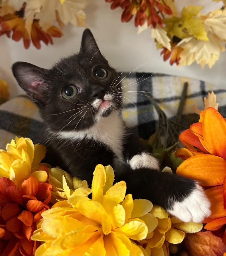 7/13/25 - Alan, Adoptable, Young Male Domestic Short Hair.