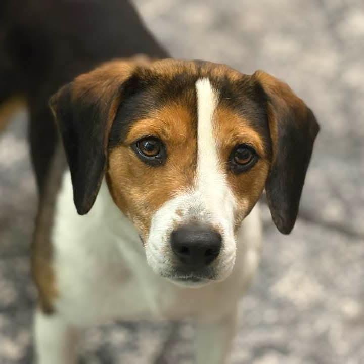 Ivan, adopted, Adult Male Beagle.