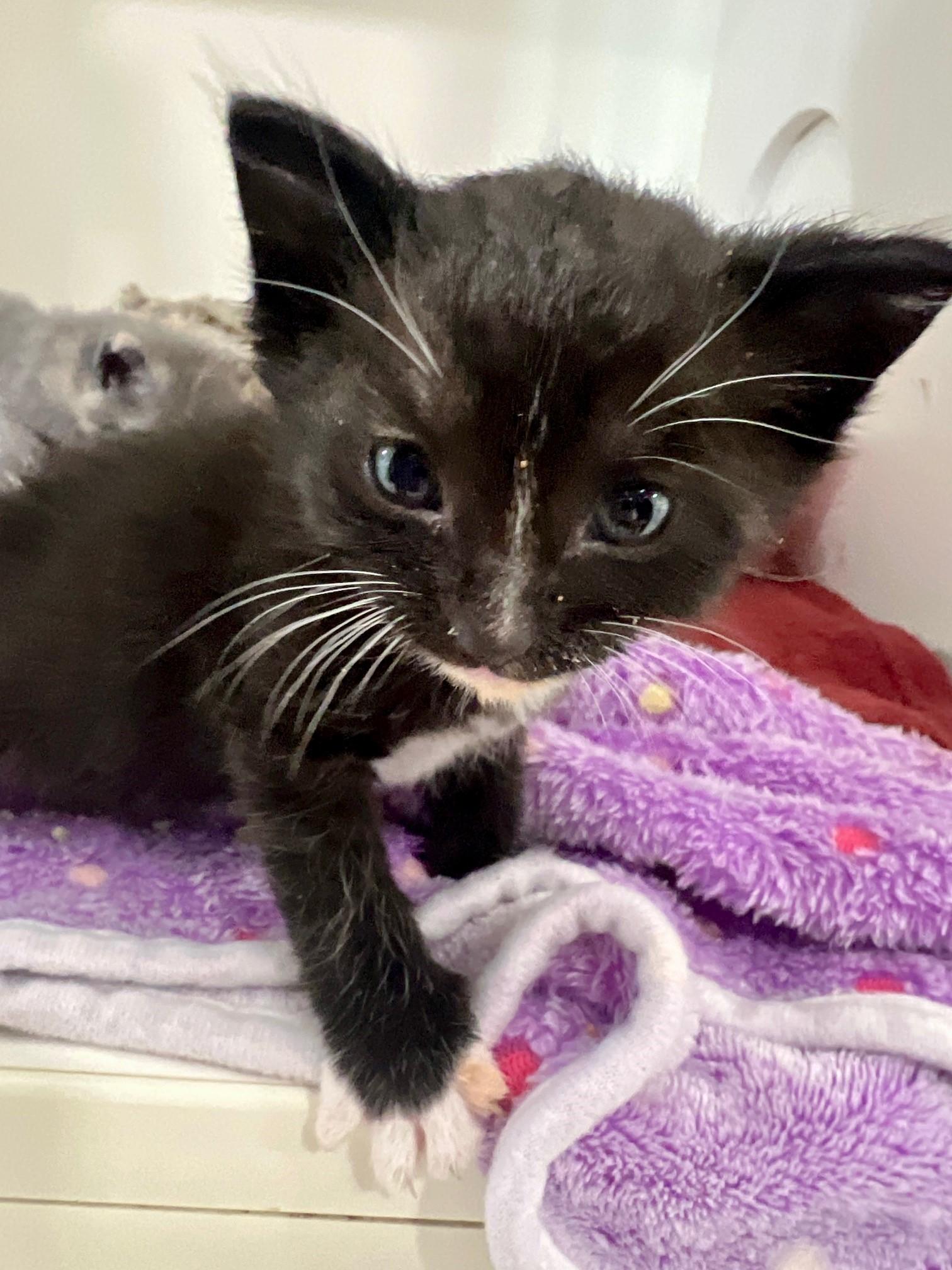 Oreo, a ADOPTABLE Domestic Short Hair in Nashville, TN image 5/5