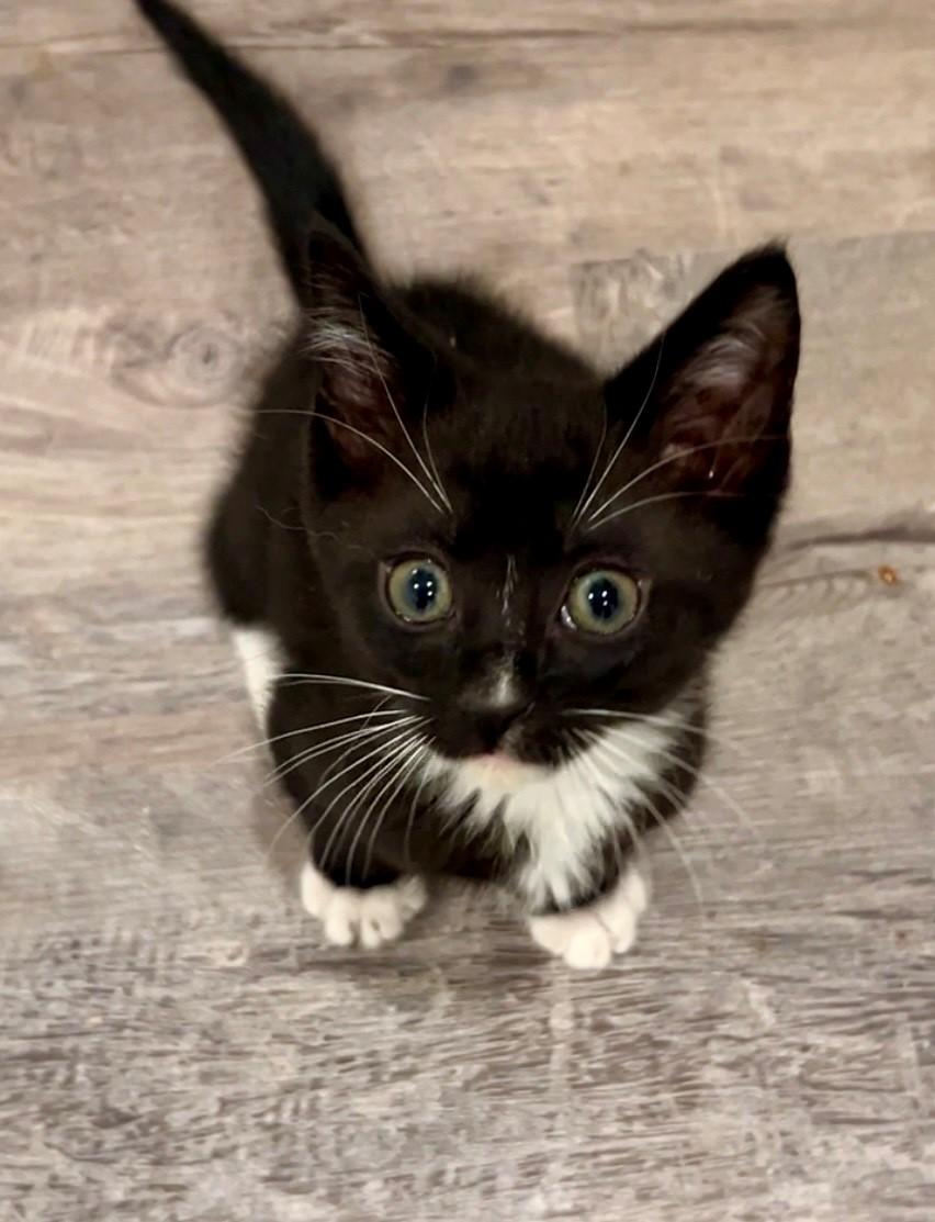 Oreo, a ADOPTABLE Domestic Short Hair in Nashville, TN image 1/5