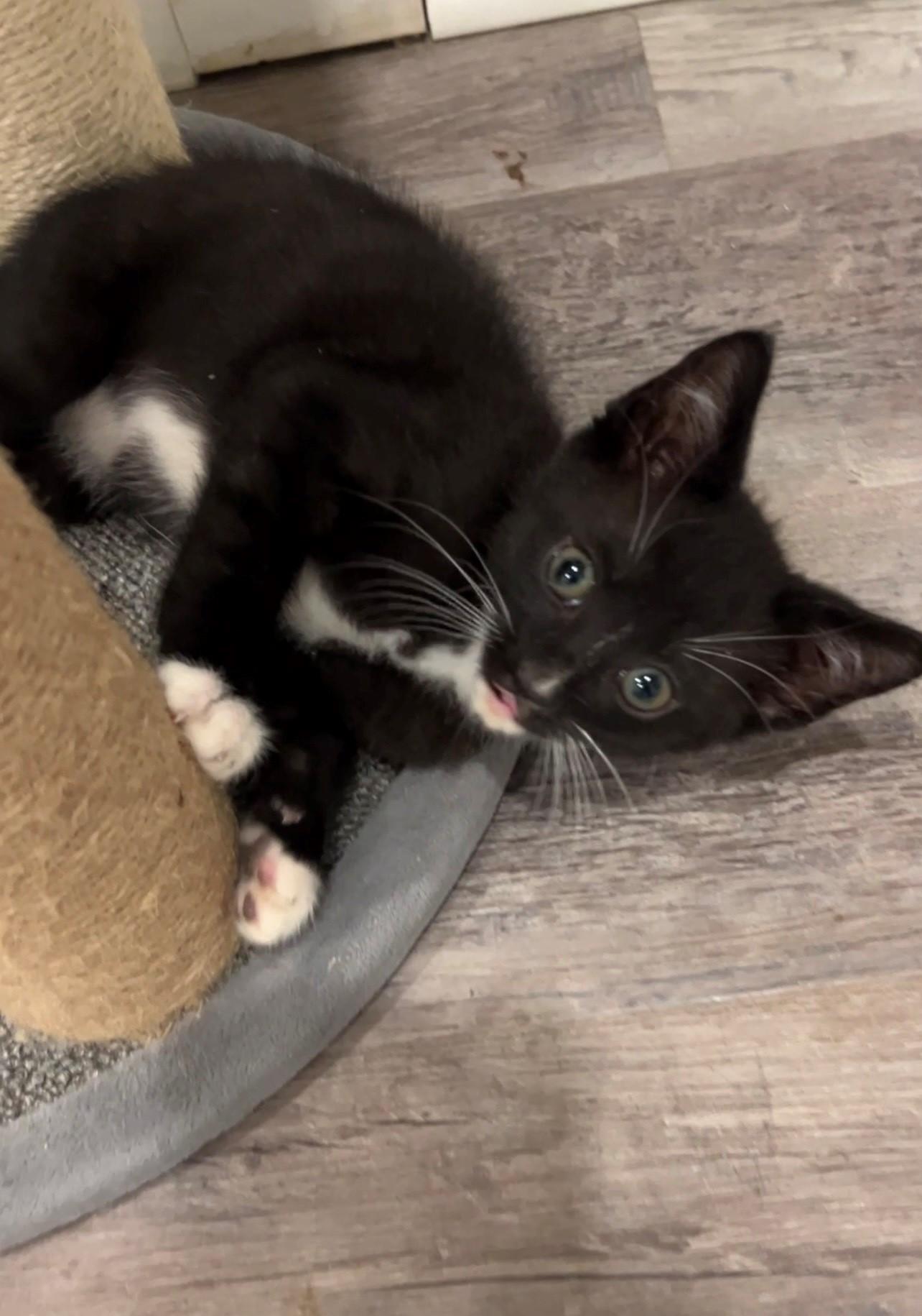 Oreo, a ADOPTABLE Domestic Short Hair in Nashville, TN image 3/5